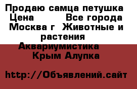 Продаю самца петушка › Цена ­ 700 - Все города, Москва г. Животные и растения » Аквариумистика   . Крым,Алупка